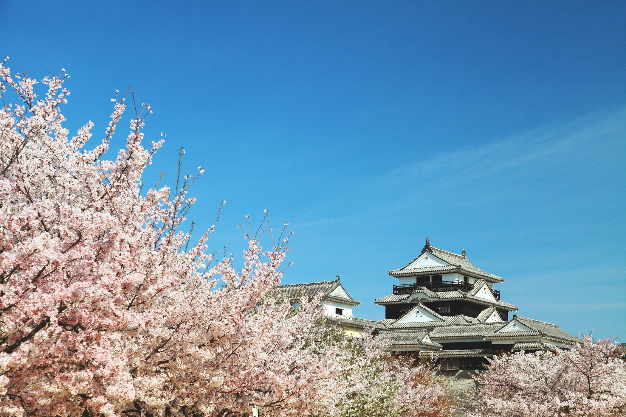 桜が満開の松山城