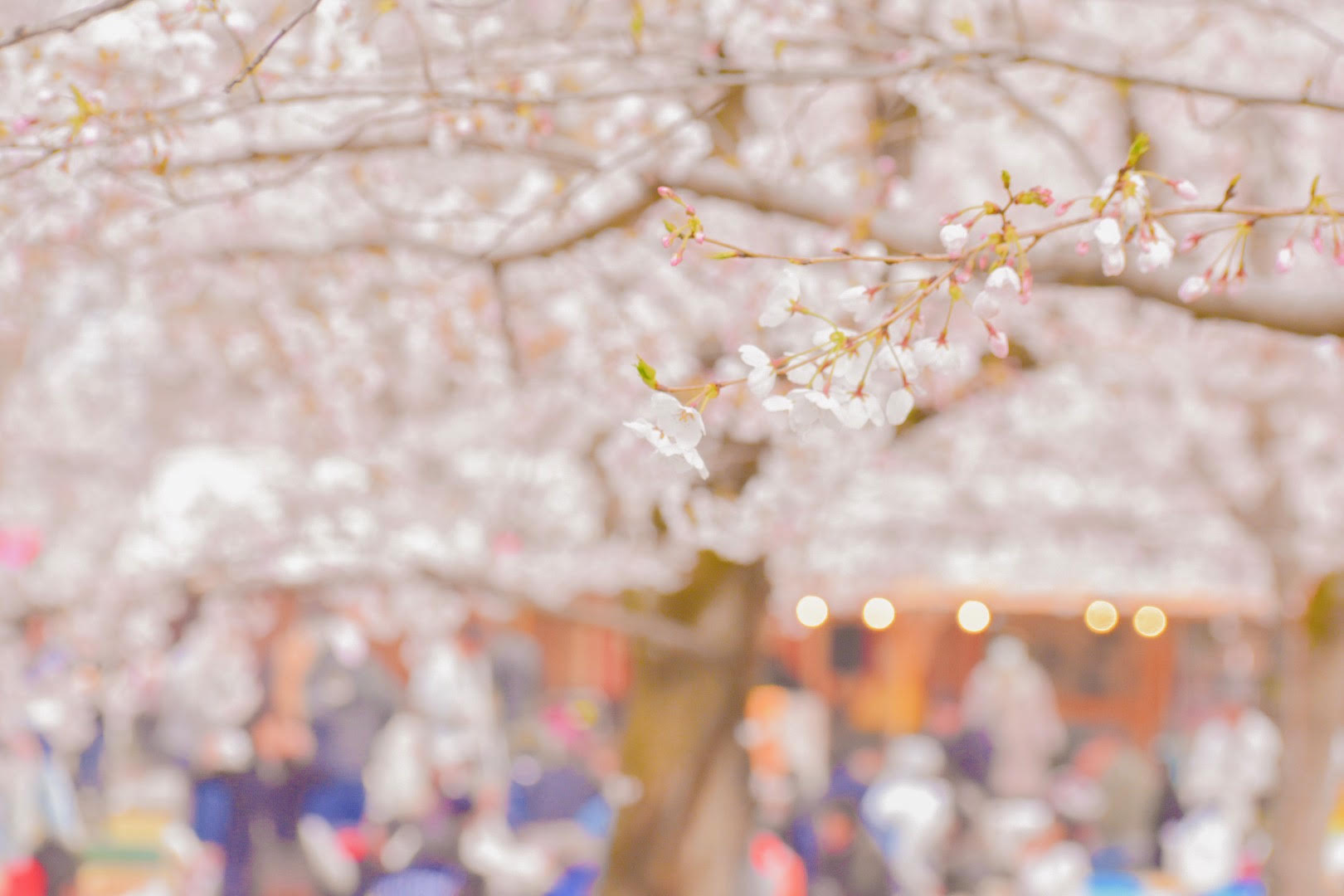 Instagramに「桜」の記事を投稿しました