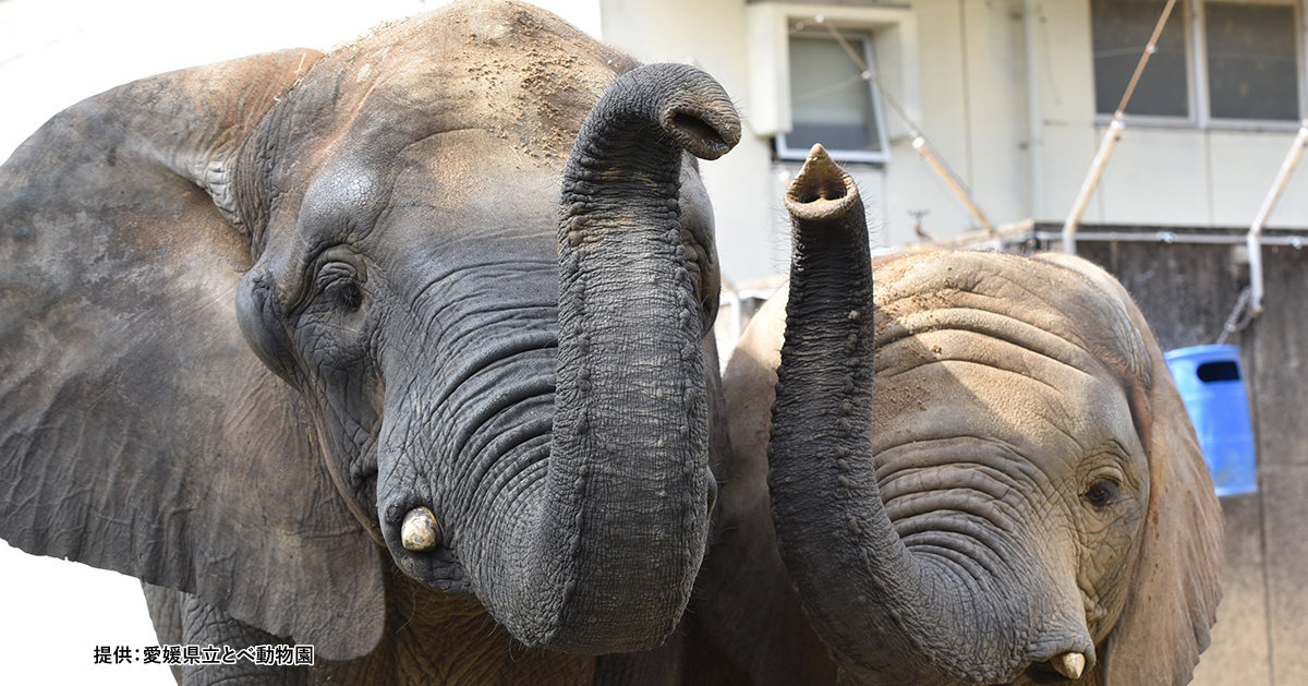 とべ動物園