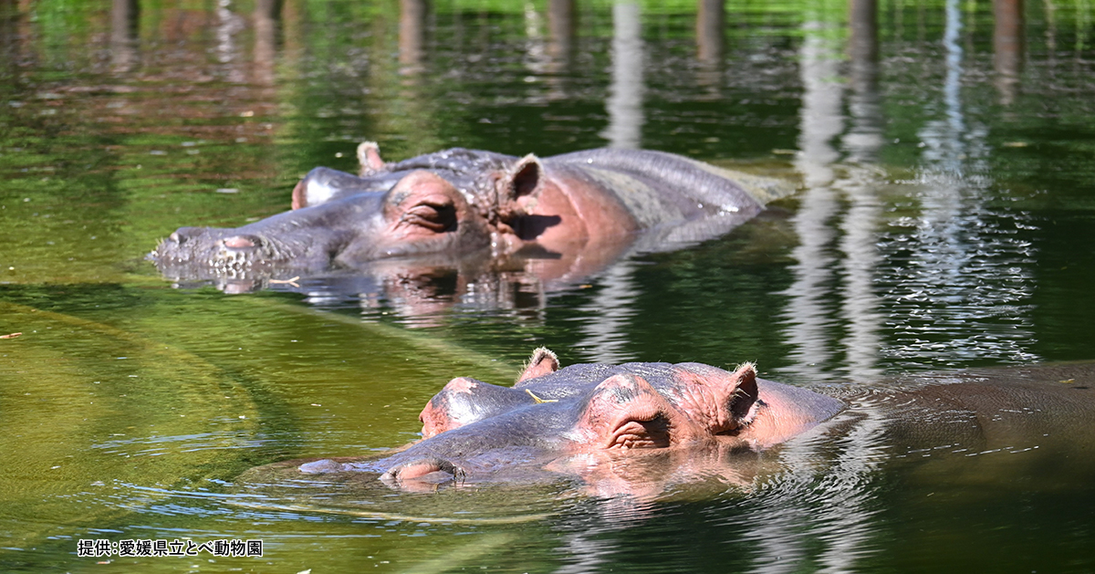 とべ動物園