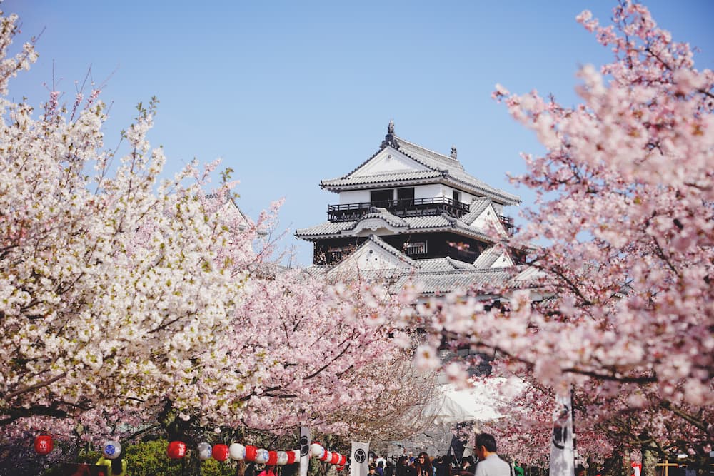 桜と城のコラボが織りなす絶景 やっぱり松山城の桜はすごい 松山市公式観光情報サイト 四国松山 瀬戸内松山